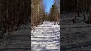 Хруст снега в лесу / видеофон / живой звук 