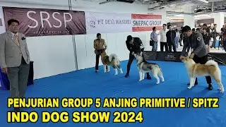Penjurian Anjing Primitive Spitz Group 5