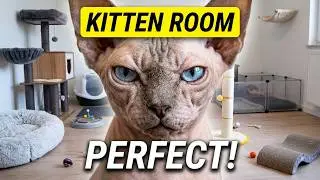 The Perfect Haven for Our Kittens: Royal Animals House in France 🏰