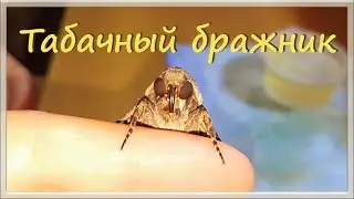 TOBACCO HAWKMOTH (Manduca sexta) / Feeding the moth.