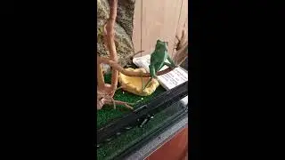 ХАМЕЛЕОН ЕСТ ТАРАКАНА !!!! ))) !( СHAMELEON  EATS COCKROACH !!!! ))) LOOK TO THE END !)
