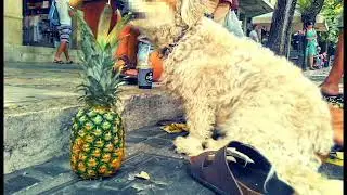 Ananas Social Collective - Kalinka (Cover)