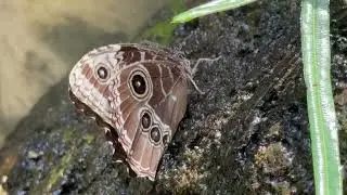 водные процедуры для бабочек