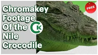 Nile Crocodile Green Screen Footage | Chromakey Animal Assets