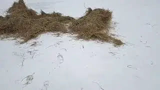 Первый снег, метель, пурга | Жизнь на ферме