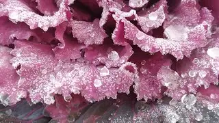 Декоративная капуста зимой на клумбе