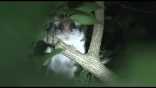 Rare Garden Dormouse Filmed During Population Monitoring Survey