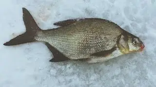 Макароны на леща. Лещ клюёт бешено. Ловля леща на макароны.