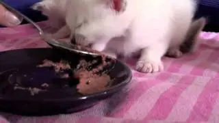 Kittens eerste hapjes