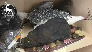 Экоцентр Керженского заповедника в Рустае