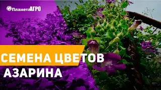 🌺 Семена цветов Азарина розовая 🌿 Планета Агро
