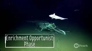 What Is A Whale Fall?