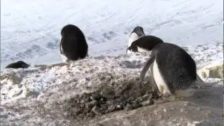 Criminal Penguins - Frozen Planet - BBC One.mpeg