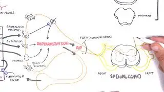 Pharmacology - Nonsteroidal Anti-Inflammatory Drugs (NSAIDs)