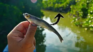 Exploring CREEKS for SNOOK AND TARPON