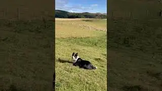 Çoban Köpeği Sürüyü Topluyor