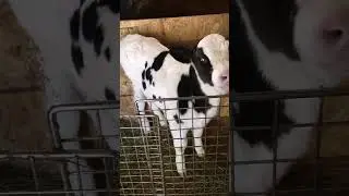 Как назвать такое чудо?