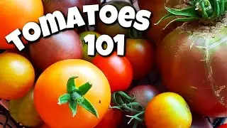 How to Care for Urban Tomato Plants | Homestead Dreaming