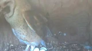 swallowing mouse