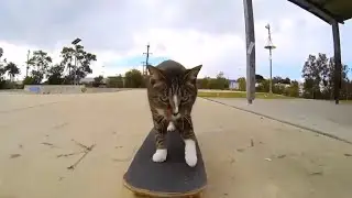 Funny Cats Compilation 2015  NEW Best Videos | Подборка Забавные Кошки
