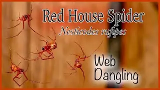 Red House Spider Web Dangling (Nesticodes rufipes) Slow-Motion