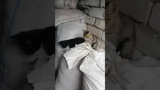 Проверяем реакцию котят.