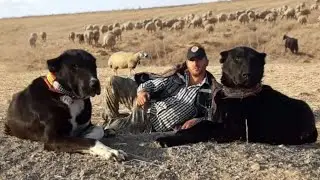 ANADOLU'NUN DEV SİYAH KÖPEKLERİ