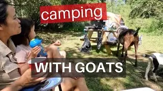 THE GOATs INVADED OUR CAMPSITE. Tent camping VLOG with 2 toddlers on a working farm.