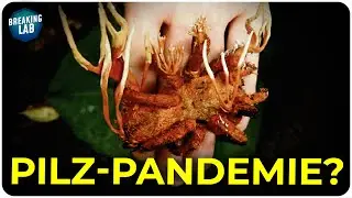 Wieso spricht (fast) niemand über diesen Pilz?