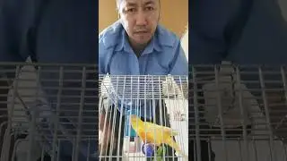 Кенар 🍋🍋🍋
