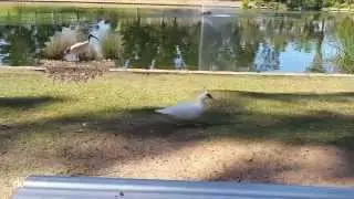 Techno BIRDS GONE WILD