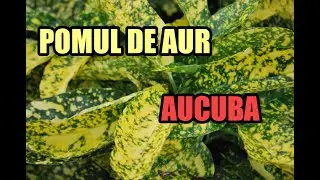 Pomul de aur - cat de frumos creste in gradina! Aucuba japonica #ingrijireaflorilor