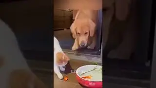 എടാ ഇതും നമ്മളെ പോലെയുള്ള ഒരു ജീവൻ അല്ലെ😂നന്മയുള്ള ലോകം | #shorts #subscribe #animals #dubbing #cat