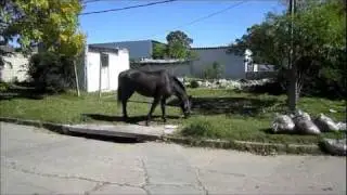 To Abuelas House