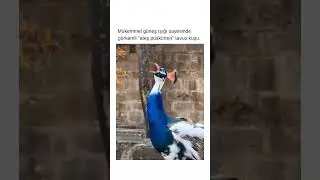Ateş püskürten Tavus kuşu.