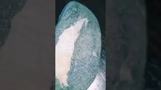 белемнит