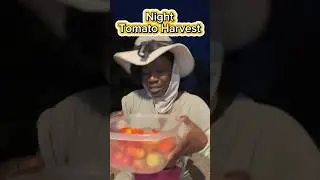 Tomatoes Harvest