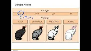 Beyond Mendelian Genetics
