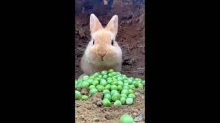 Little Rabbit Eats Doudou# Mengpet #Rabbit #Pastoral Little Cute Pet #shortvideo #shortsfeed #viral