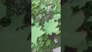 Разрушено капище Волоса в Переславле-Залесском .