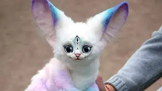 🐨