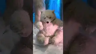 What’s in North Pole?