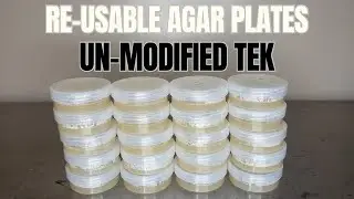 How to Make No-Pour Agar Plates for Growing Mushrooms