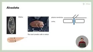 6.3 Phylogenetic tree of eukaryotes - Protists: Evolution and Ecology of Microbial Eukaryotes