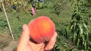 «Король персиков»Редхейвен