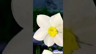 Нарцисс