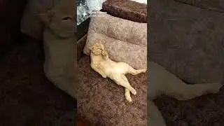 Кошак на чиле