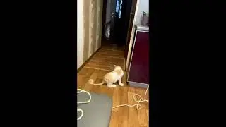 ТЕЛЕВИКА....ПУША...Мой котик...