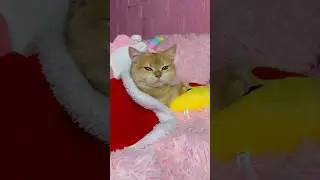 Nika had a nightmare 