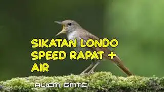 Masteran sikatan londo jernih plus gemericik air
